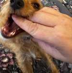 Neue Zähnchen?-Beitrag-Bild