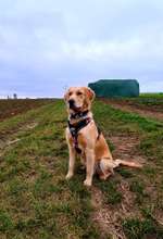 Größe eures Goldies-Beitrag-Bild