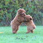 Ersteller:in Brii Profilbild