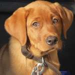 Ersteller:in GU Profilbild