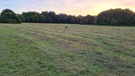 Hundeauslaufgebiet-Volkspark Niddapark-Bild