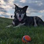 Ältere Hundedame sollte abnehmen tut es aber nicht-Beitrag-Bild