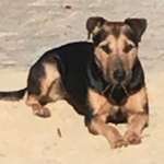 Ersteller:in Ardnaxela Profilbild