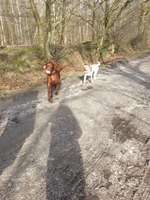 Hundeauslaufgebiet-waldwege-Bild