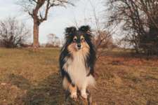 Shelties-Beitrag-Bild