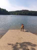 Hundeauslaufgebiet-Glörtalsperre-Bild