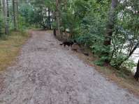 Hundeauslaufgebiet-Sandersfeld-Bild