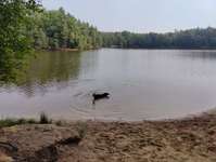 Hundeauslaufgebiet-Sandersfeld-Bild