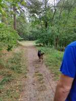 Hundeauslaufgebiet-Sandersfeld-Bild