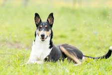 Smooth Collie oder kurzhaariger Collie-Beitrag-Bild