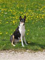 Smooth Collie oder kurzhaariger Collie-Beitrag-Bild
