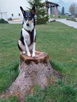 Smooth Collie oder kurzhaariger Collie-Beitrag-Bild