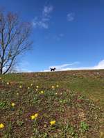 Hundeauslaufgebiet-Festungsplateau Ehrenbreitstein-Bild