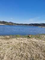 Hundeauslaufgebiet-Talsperre Zeulenroda-Bild