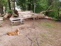 Hundeauslaufgebiet-Hundestrand Neubrandenburg-Bild