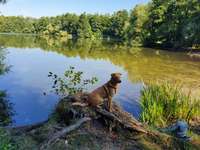 Hundeauslaufgebiet-Klutensee Lüdinghausen-Bild