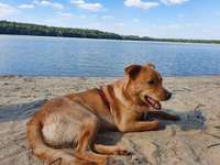 Hundeauslaufgebiet-Silbersee 3 Hausdülmen-Bild