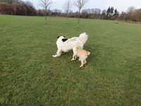 Hundeauslaufgebiet-Bockum Hövel-Bild