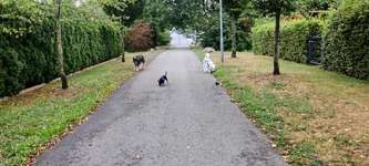 Hundeauslaufgebiet-Dorothea-Viehmann-Park-Bild