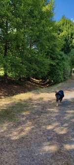 Hundeauslaufgebiet-Dorothea-Viehmann-Park-Bild