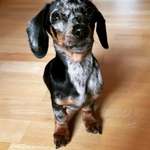 Ersteller:in Lisa Profilbild