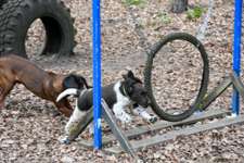 Hundeauslaufgebiet-Pfotenwiese-Bild