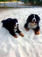 Hundeauslaufgebiet-Hundewiese Castrop-Rauxel-Bild