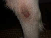 Juckreiz/Wund lecken Hundefutter Allergiker/Juckreiz-Beitrag-Bild