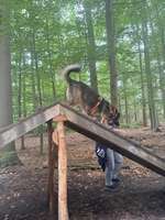 Hundeauslaufgebiet-NEU! Schmidts Kiefern Heidhofer Hunderunde Agility-Training Parcour-Bild