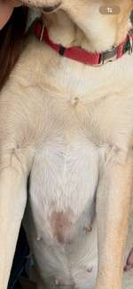 Kahle Stelle an der Brust/Bauch wird größer-Beitrag-Bild