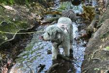 Hundeauslaufgebiet-Erlebnispfad Dämmerwald Schermbeck-Bild