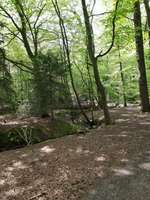 Hundeauslaufgebiet-Erlebnispfad Dämmerwald Schermbeck-Bild