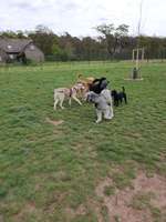 Hundeauslaufgebiet-Hundefreilauf Borken-Bild