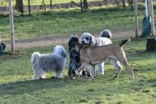 Hundeauslaufgebiet-Hundefreilauf Borken-Bild