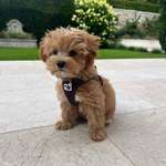 Ersteller:in Laura Profilbild