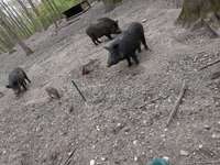 Hundeauslaufgebiet-Hülser Bruch {Berg}-Bild