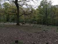 Hundeauslaufgebiet-Hülser Bruch {Berg}-Bild