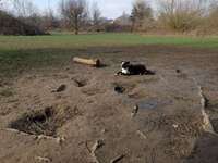 Hundeauslaufgebiet-Breukelmannhof-Bild