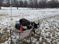 Hundeauslaufgebiet-Pappelsee - Geduldete Hundewiese-Bild