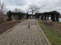 Hundeauslaufgebiet-Elfrather See-Bild