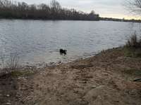 Hundeauslaufgebiet-Elfrather See-Bild