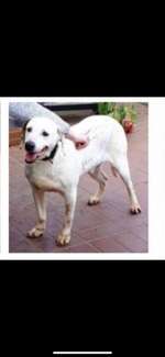 Suchmeldung-Boleta-Bild