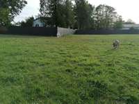 Hundeauslaufgebiet-Hundewiese Karben-Bild