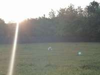 Hundeauslaufgebiet-Hundewiese Karben-Bild