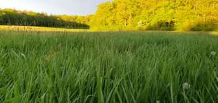 Hundeauslaufgebiet-Ensinger See und Wald-Bild