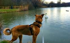 Hundeauslaufgebiet-Ensinger See und Wald-Bild