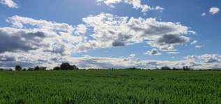 Hundeauslaufgebiet-Ensinger See und Wald-Bild