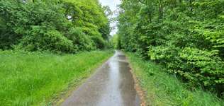 Hundeauslaufgebiet-Ensinger See und Wald-Bild