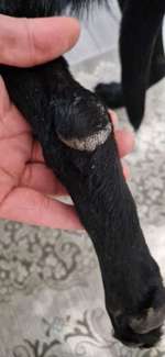 Haarausfall und Auschlag an manchen stellen, was könnte dies sein?-Beitrag-Bild