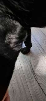 Haarausfall und Auschlag an manchen stellen, was könnte dies sein?-Beitrag-Bild